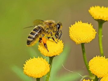 Bienen. Credit: Pexels