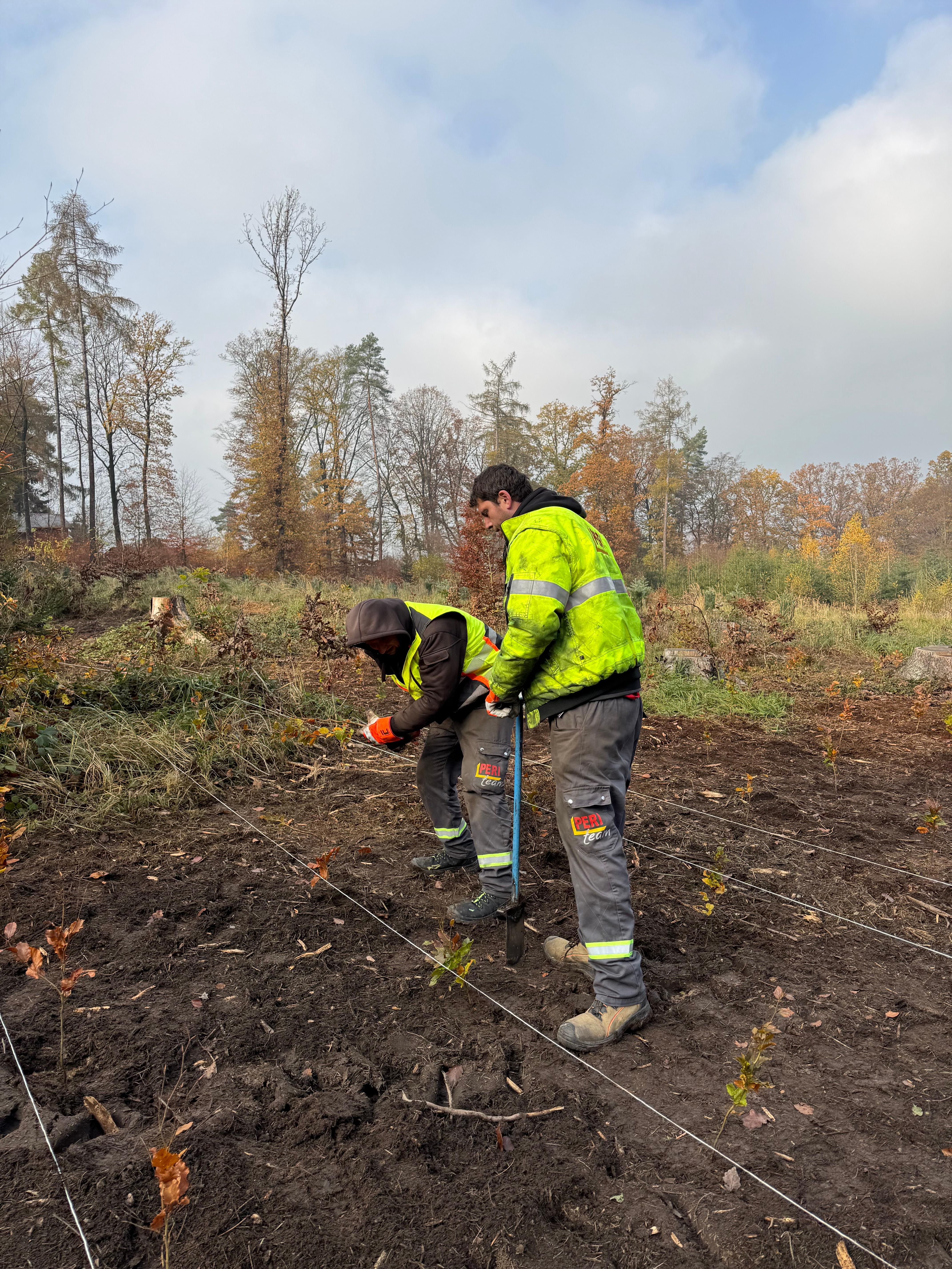 Sázení stromů na Vyžlovce zaměstnanci PERI