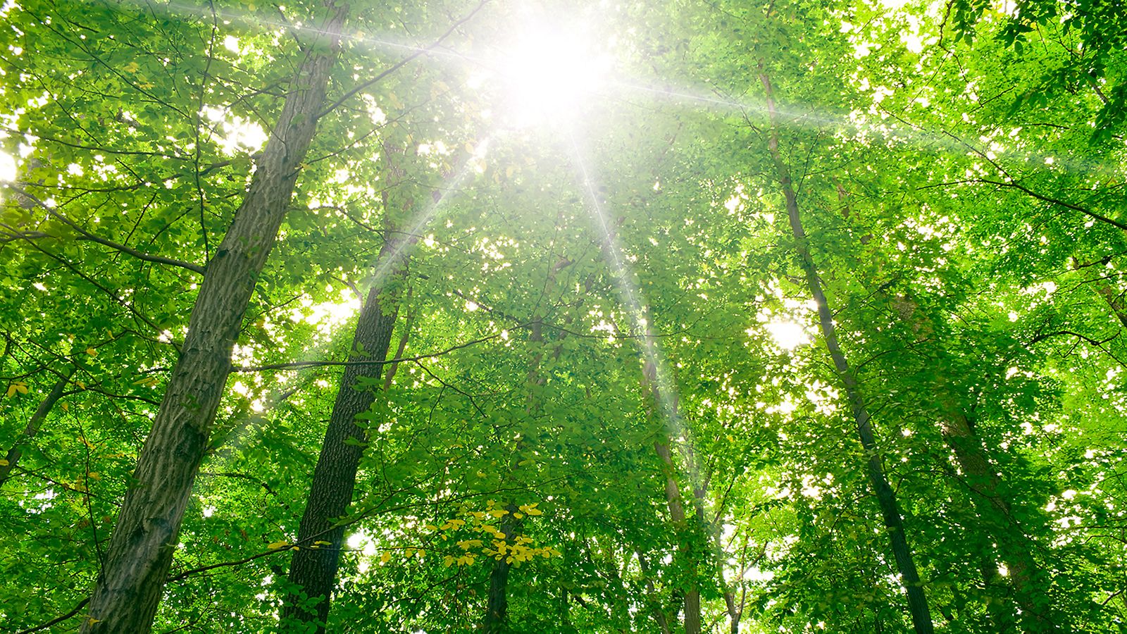 Wszystkie podzespoły z polimerów technicznych można poddać recyklingowi w 100%.<br/>