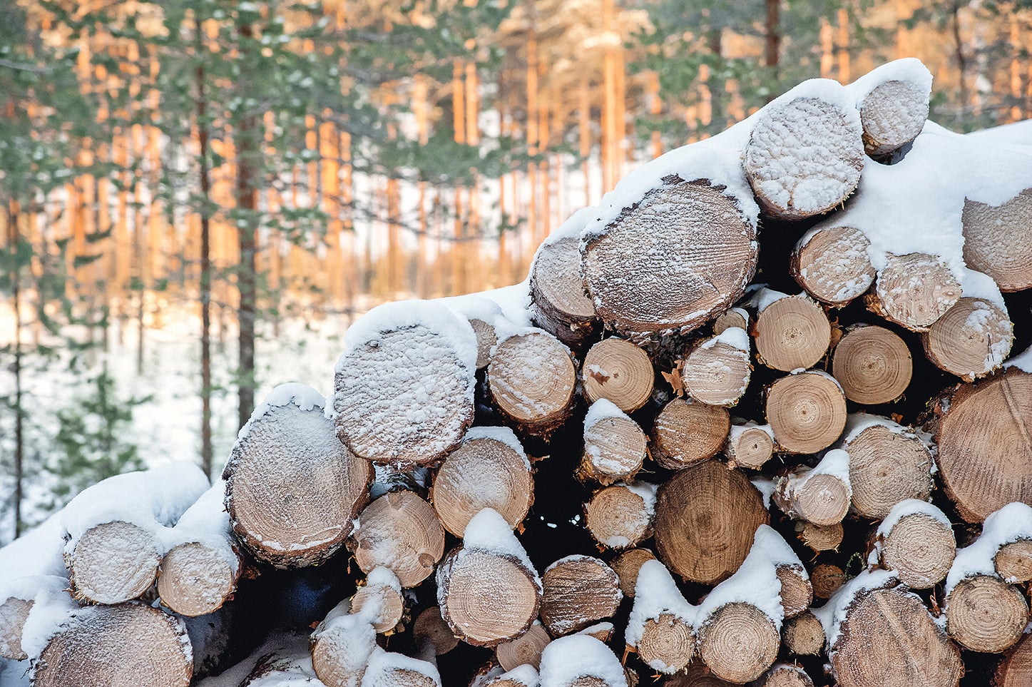 PERI Pave is essentially a sustainable product. The birch wood used is robust and particularly durable. It comes from certified cultivation areas. In addition, production is energy-efficient and any waste products are completely recycled. In addition, the repair enables an even longer service life.